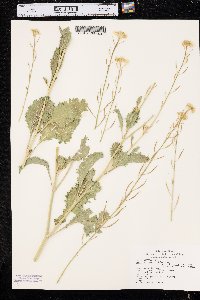 Brassica juncea image