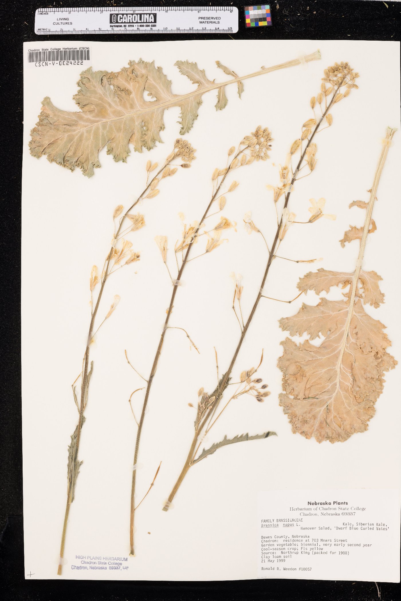 Brassica napus image