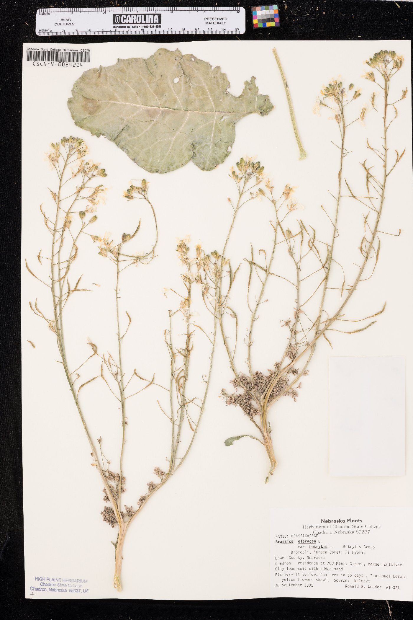 Brassica oleracea image
