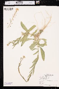 Camelina microcarpa image