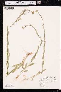 Camelina microcarpa image