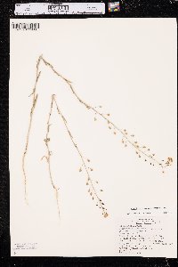 Camelina microcarpa image