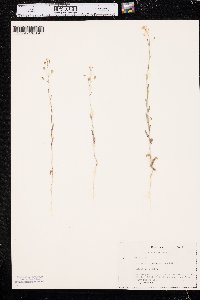 Camelina microcarpa image