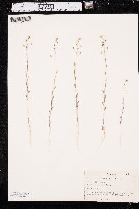 Camelina microcarpa image