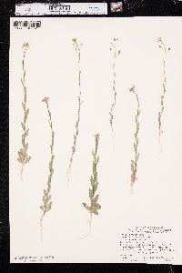 Camelina microcarpa image