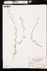 Camelina microcarpa image