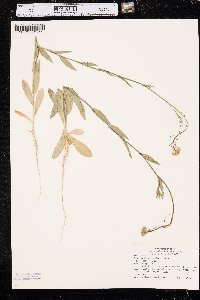 Camelina microcarpa image