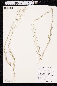 Camelina microcarpa image