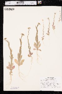 Camelina microcarpa image