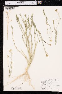 Camelina microcarpa image