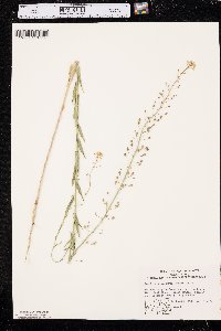 Camelina microcarpa image