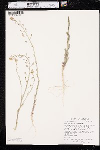 Camelina microcarpa image