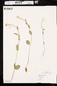 Cardamine bulbosa image