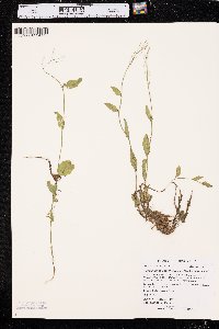 Cardamine bulbosa image