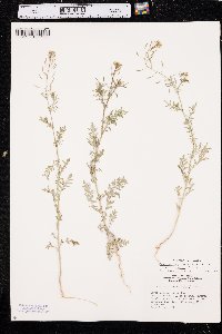 Descurainia pinnata subsp. intermedia image