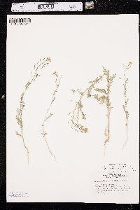 Descurainia pinnata subsp. intermedia image