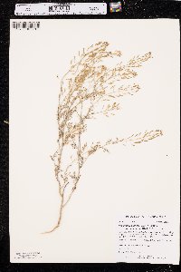 Descurainia pinnata subsp. intermedia image