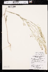 Descurainia pinnata subsp. intermedia image