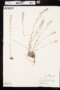 Draba aurea image