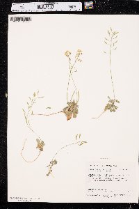 Draba zionensis image