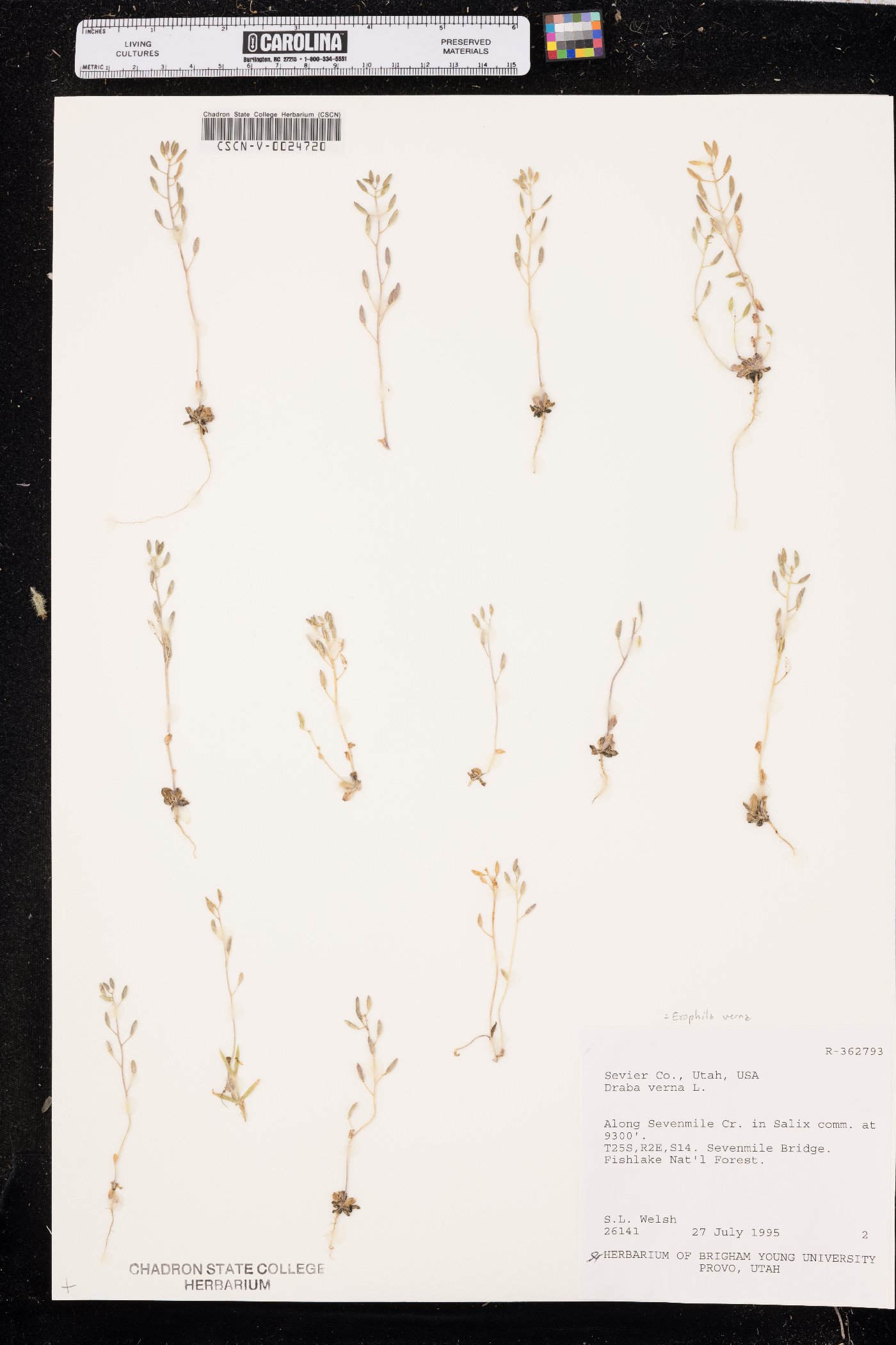 Erophila verna image