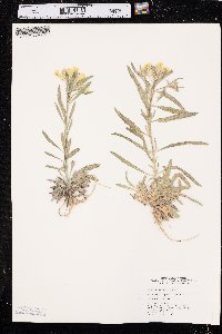 Erysimum asperum image