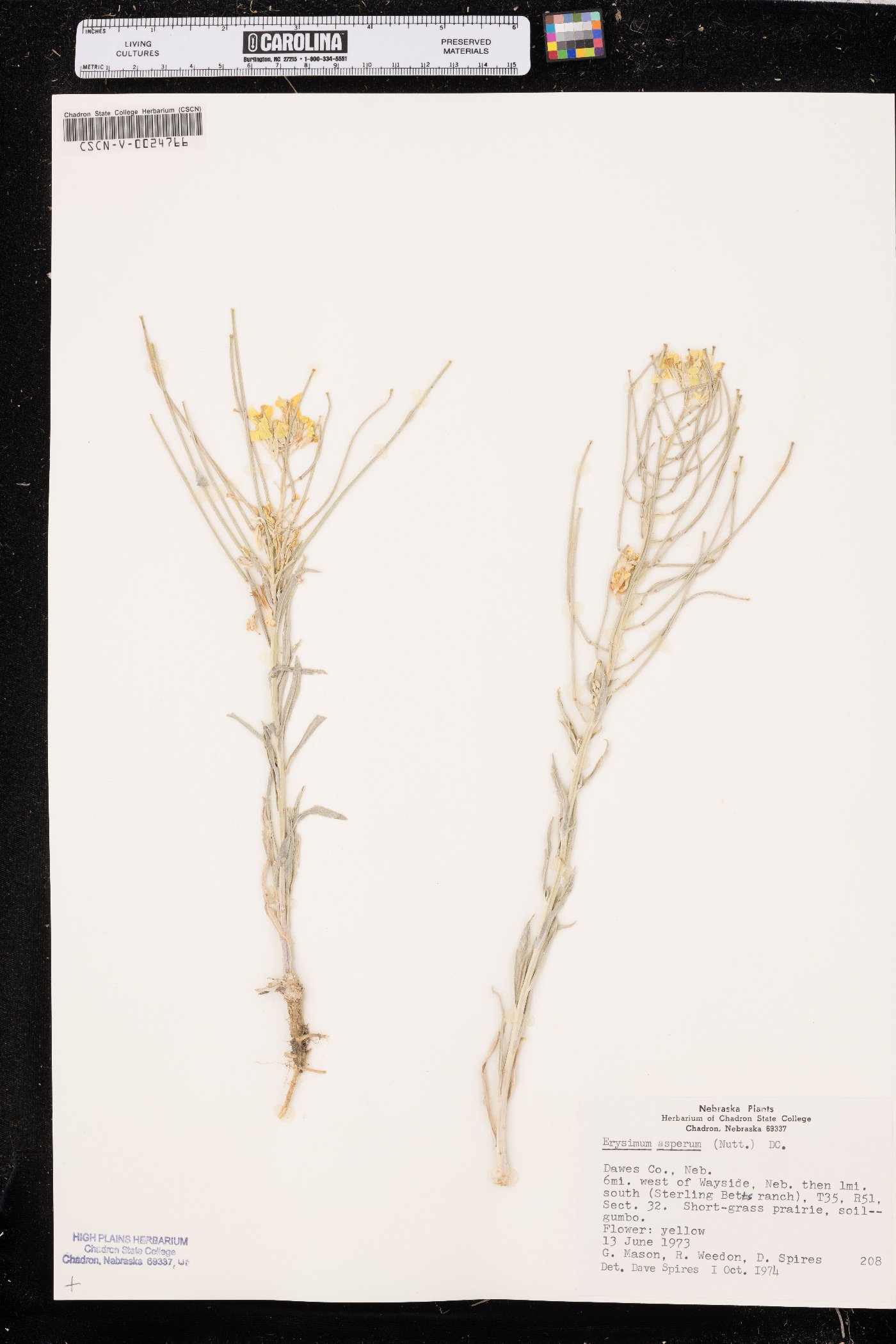 Erysimum asperum image