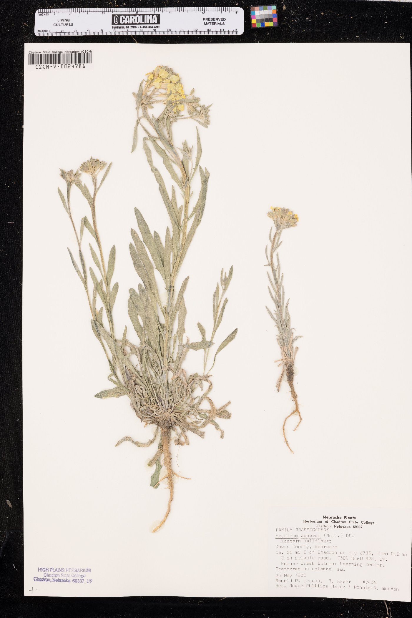 Erysimum asperum image