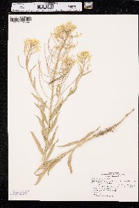 Erysimum asperum image