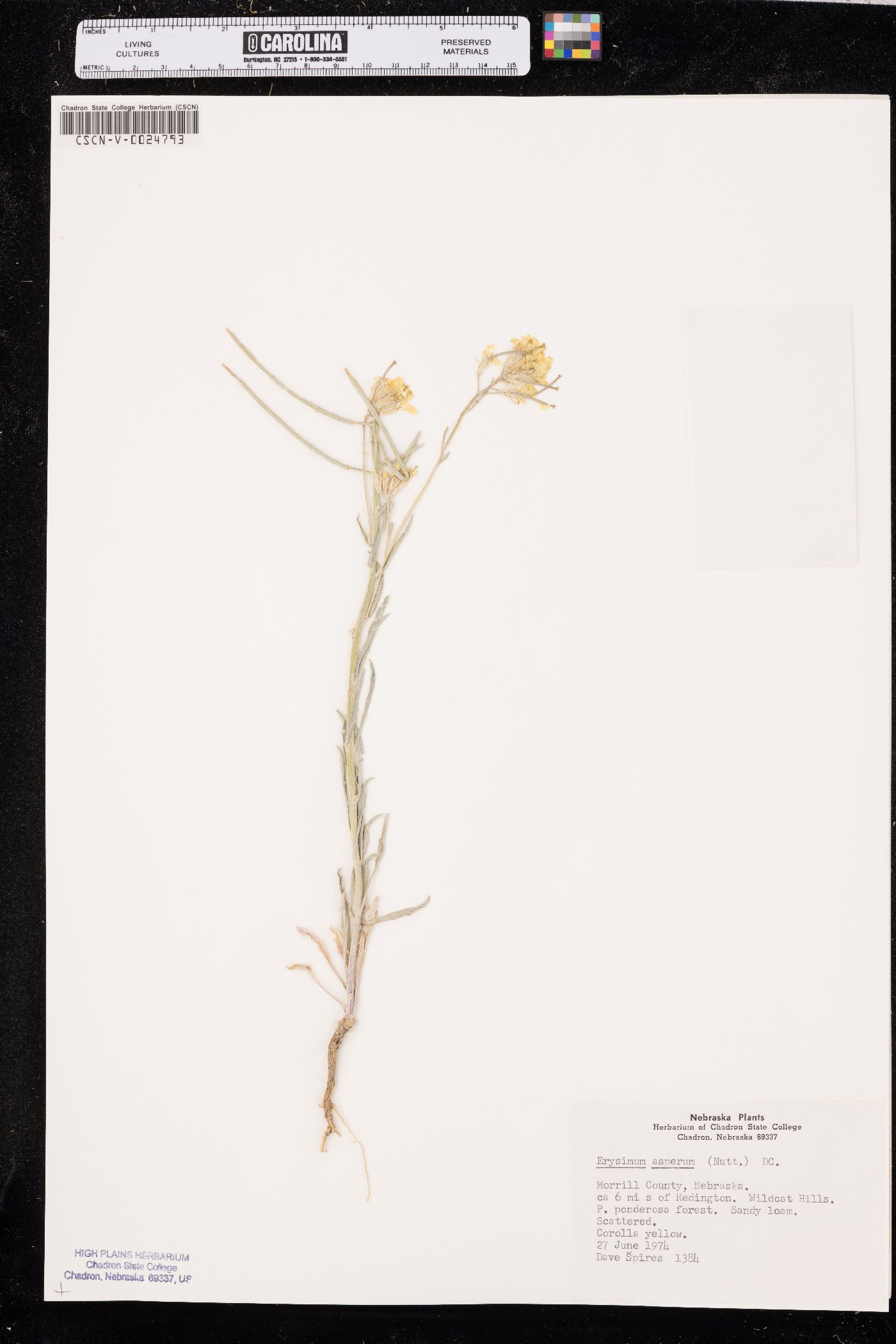 Erysimum asperum image