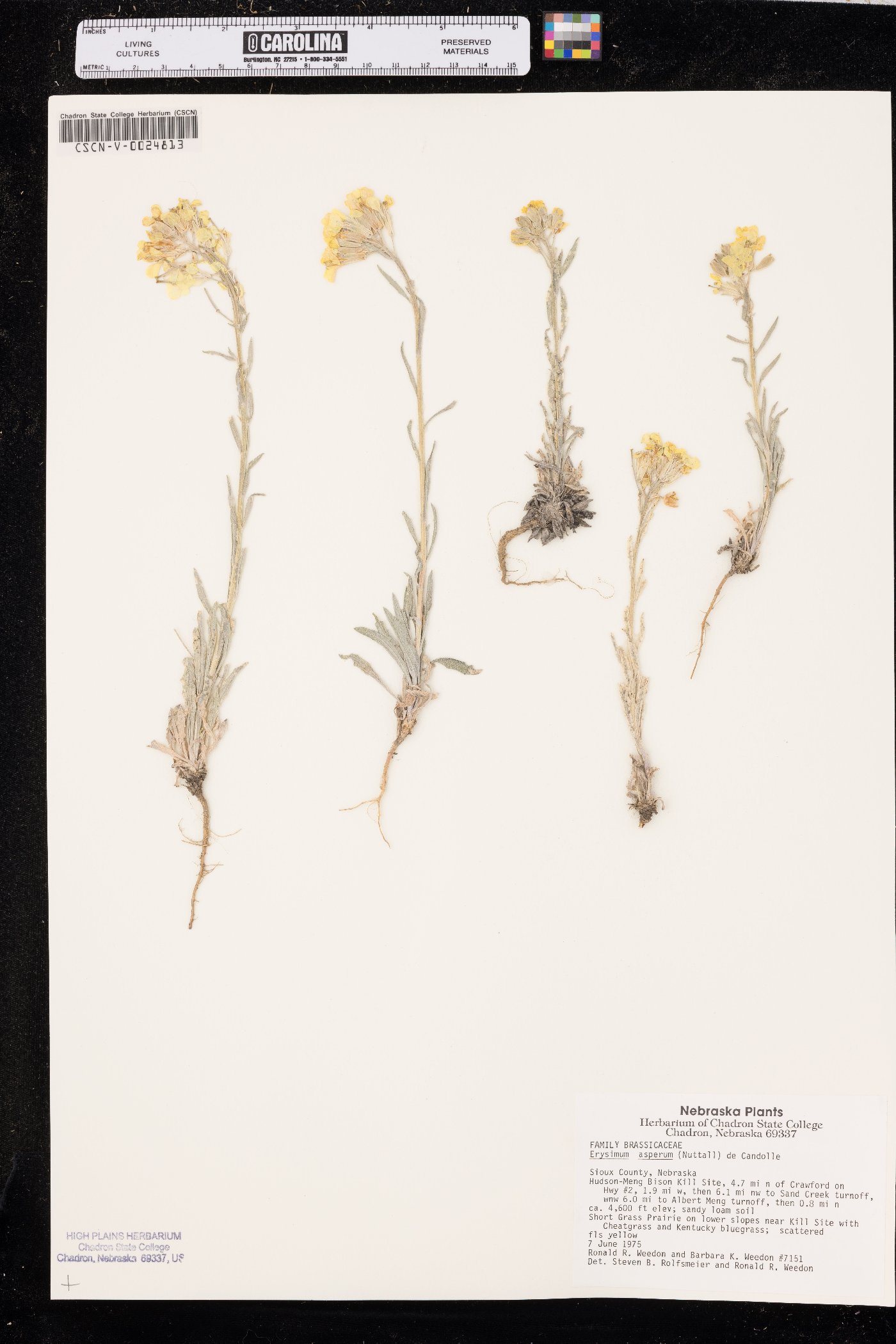 Erysimum asperum image