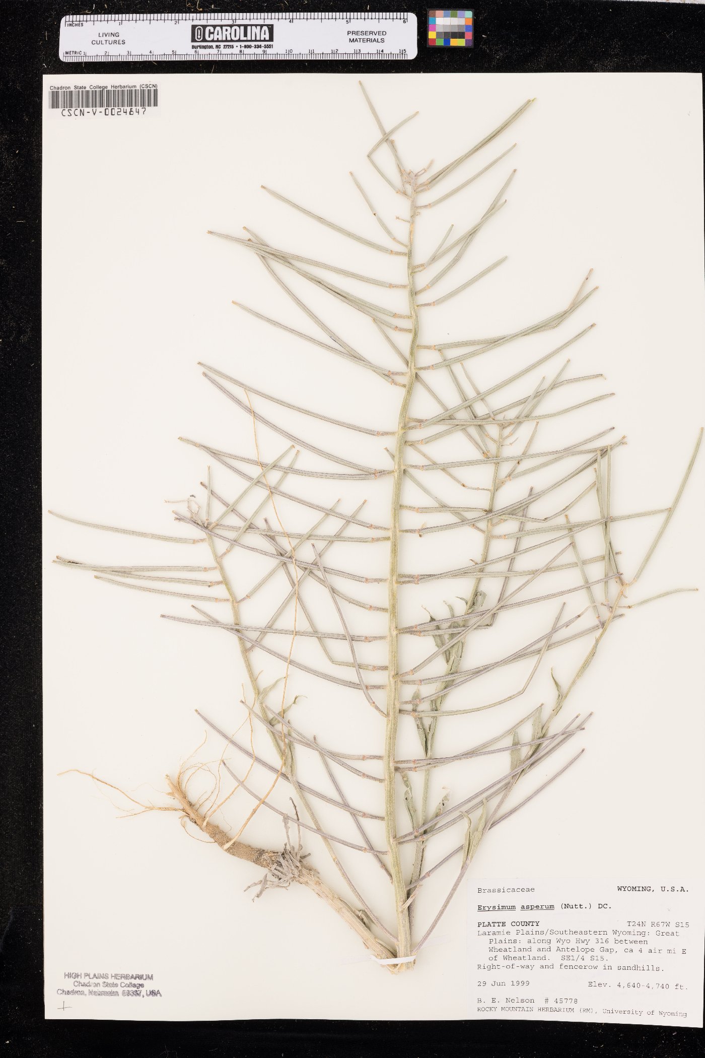 Erysimum asperum image