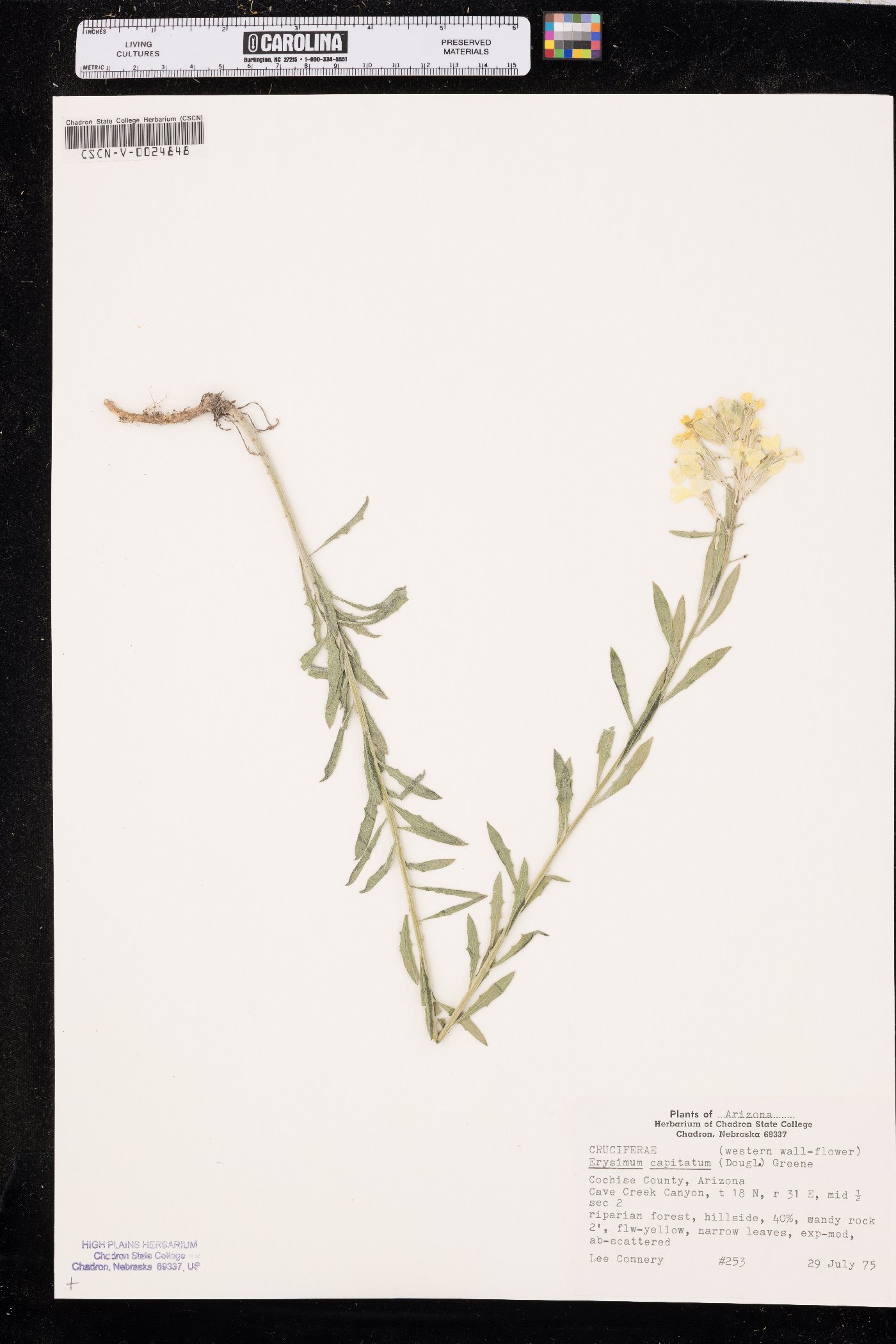 Erysimum asperum image