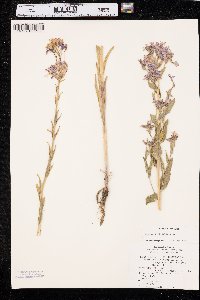 Hesperis matronalis image