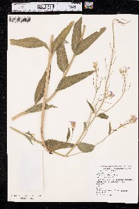 Hesperis matronalis image