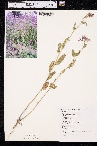 Hesperis matronalis image