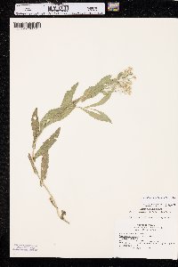 Lepidium appelianum image