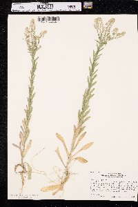 Lepidium campestre image
