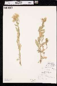 Lepidium chalepense image