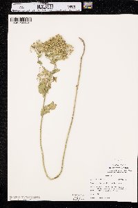 Lepidium chalepense image