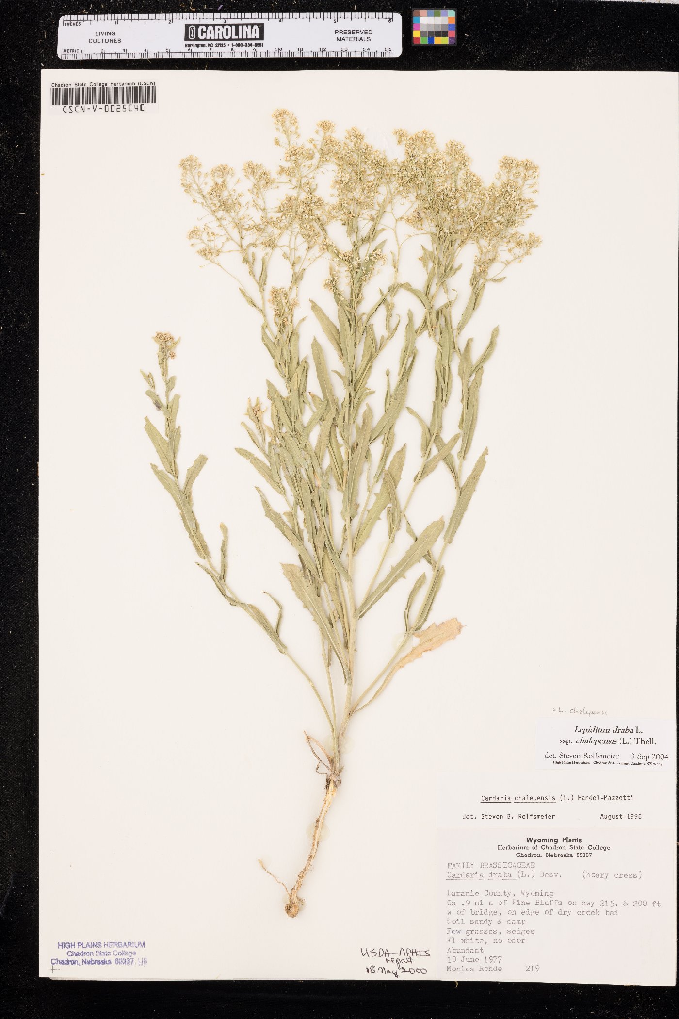 Lepidium chalepense image