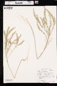 Lepidium densiflorum image