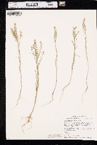 Lepidium densiflorum image