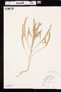 Lepidium densiflorum image