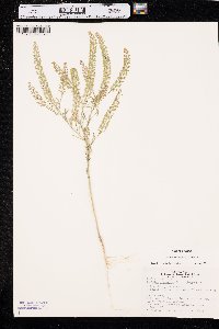 Lepidium densiflorum image