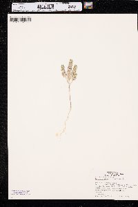 Lepidium densiflorum image