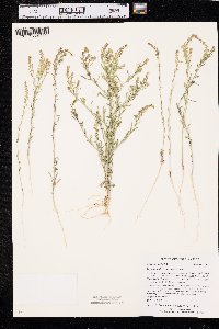 Lepidium densiflorum image