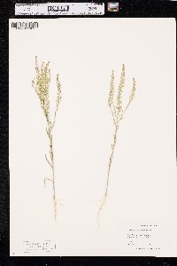 Lepidium densiflorum image