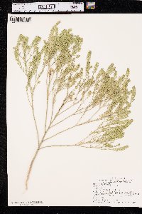 Lepidium densiflorum image