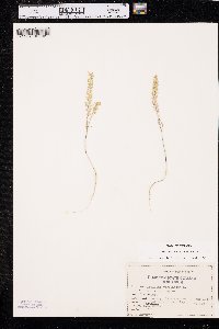 Lepidium densiflorum image